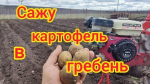 сажу картофель в гребень .