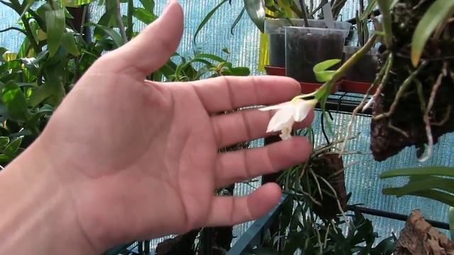 Dendrobium - Unusual Bloom Behaviour смотреть онлайн