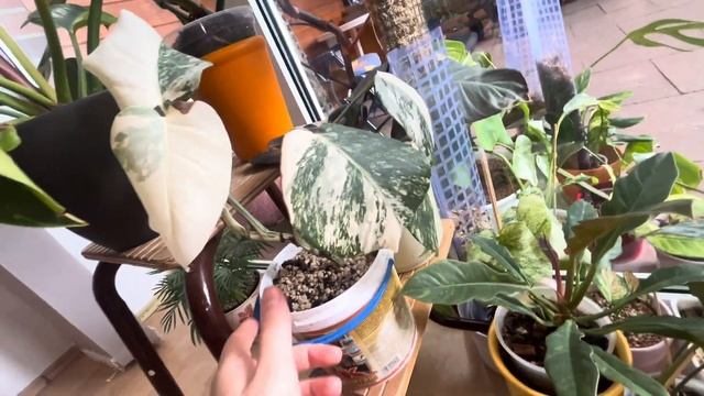 "Колекція ороїдних рослин: ексклюзивний огляд від Botanic Flowers"