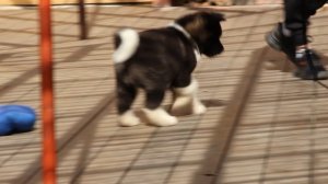 Алиенс Бьюти Колиста