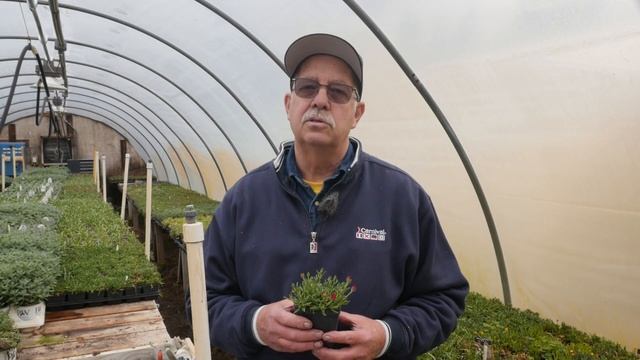 Ice Plants Delosperma смотреть онлайн