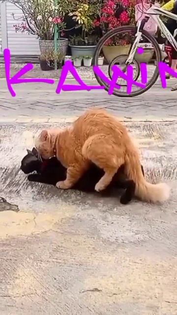 video shorts kucing lagi kawinshorts video shorts videos viral dapat uang