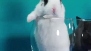 КРОЛИК / ТРЕК .RABBIT / TRACK