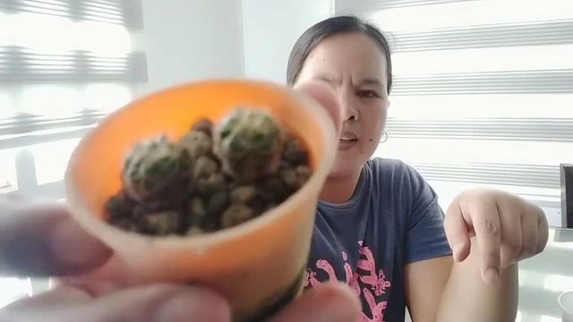 Paano ba magtanim ng buto ng cactus? / update sa aking crab cactus смотреть онлайн