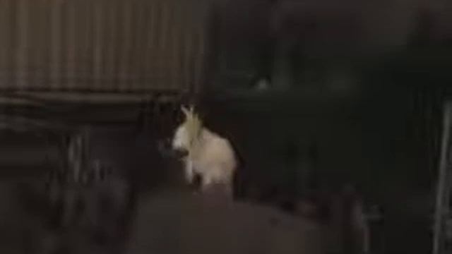 тектоник))))).avi смотреть онлайн