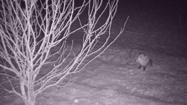 Лиса у кормушки смотреть онлайн