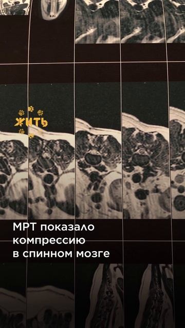 Любовь хозяина — главное лекарство @shortszoozhit  #спасение #питомец #животные #собака #shorts смотреть онлайн