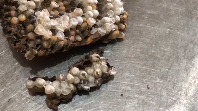 雙色虎頭蜂羽化出巢（縮時）Vespa bicolor смотреть онлайн