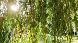 Плакучая ива