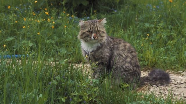Один день в деревне смотреть онлайн
