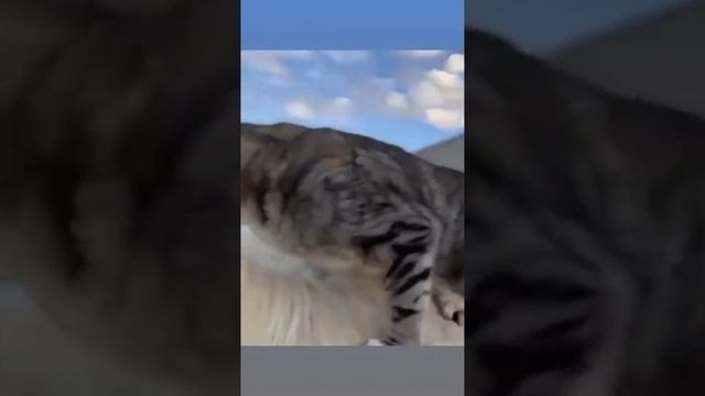 Кот-наездник смотреть онлайн