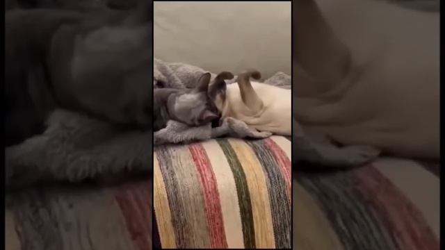 Волшебство Сиамских кошек. смотреть онлайн