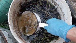 Обзор сада 16 июня 2022 года. Огурец Веселые ребята