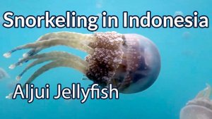 New stingless JellyFish in Aljui!