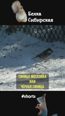Московка на апрельском снегу