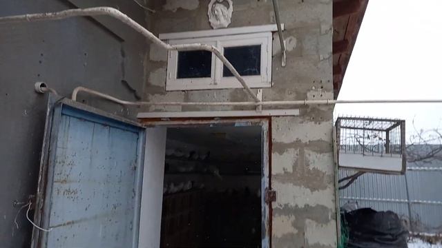 #Pigeons.Туман,мороз и голуби, как всегда в небе.