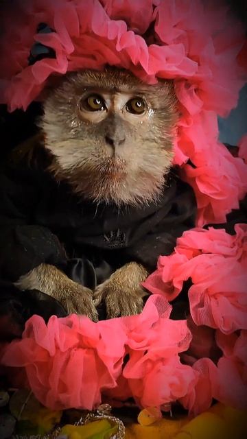 Обезьянка Малиса в образе #monkey #stylishmonkeys #fypシ #funny #stylish #animal #love #fashion смотреть онлайн