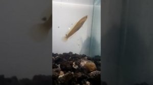 Channa Striata Golden