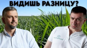 Срок сева влияет! Твёрдая и мягкая пшеница. Осмотр полей 2025. Эксперименты со сроками и подкормкой