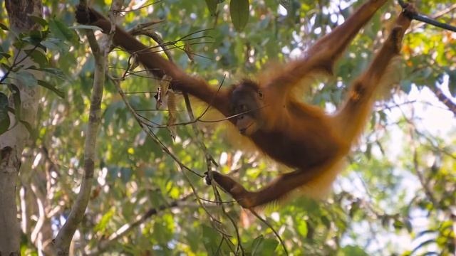 Semenggoh Orangutan Rehabilitation Centre | Kuching, Malaysia (Borneo) смотреть онлайн
