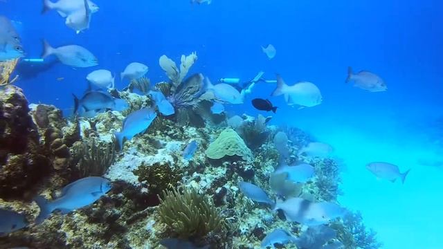 Diving Cayman Brac смотреть онлайн