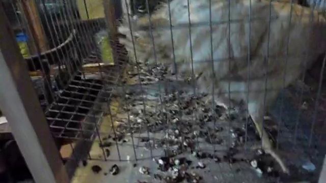 Клетки для птицы смотреть онлайн