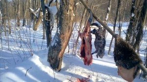 Бобр. Охота. Подлёдный промысел бобра.