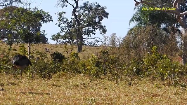 EMA ( RHEA AMERICANA), GREATER RHEA, NANDU, Macho e seu harém pastoreando no mormaço do meio dia. смотреть онлайн