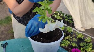 Петуния суперкаскадная смесь сортов. Как пересадить петунию в кашпо