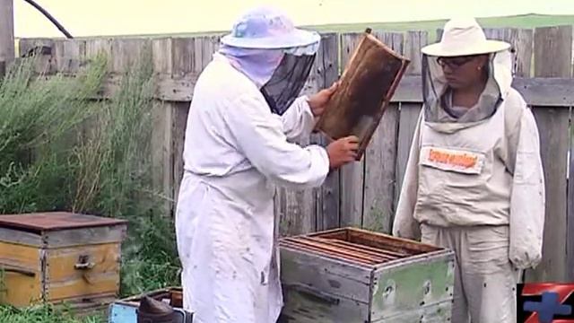 МЕДОСБОР смотреть онлайн