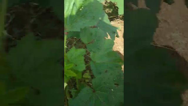 Ito na ngayon ang okra ko na tanim смотреть онлайн