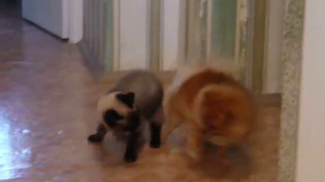 P1100528 смотреть онлайн