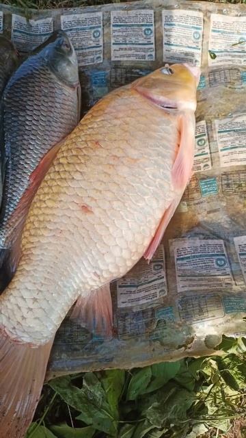 // Golden Fish // 4 Kg Comman Carp Golden Fish // смотреть онлайн