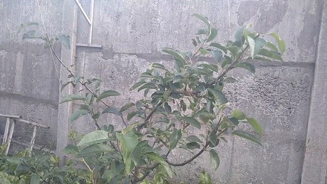 Очередное покушение на убийство Тли смотреть онлайн