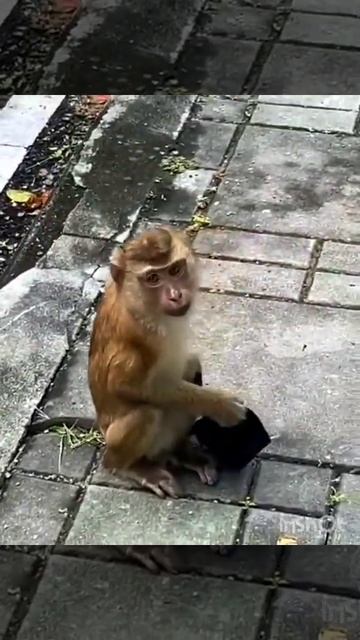 Funny videos # Monkey Brilliance At Covid Protocol#Shorts смотреть онлайн