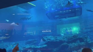 Дубай Молл. Огромный аквариум