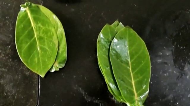 Arka Patra Sveda смотреть онлайн