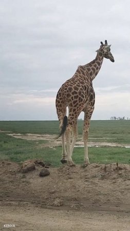 wildlife best scenes of all time