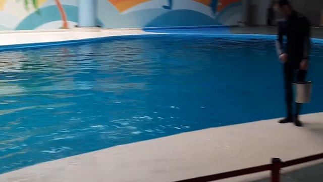 Seal Walrus Show in Dolphinarium, Istanbul Turkey смотреть онлайн