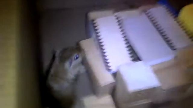 Сказка про песчанок