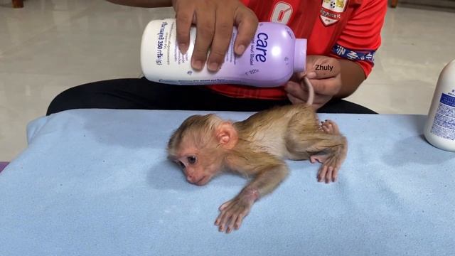 Mnkey Zhuly Walkinq Slowly To Reach When Seeinq ERD Wild-Apple First смотреть онлайн