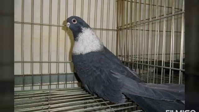 20 найкращих єгипетських свіфтів смотреть онлайн