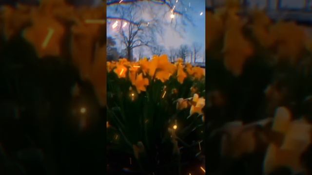 #Пространстволюбвисоздайисохрани
Нарцисс