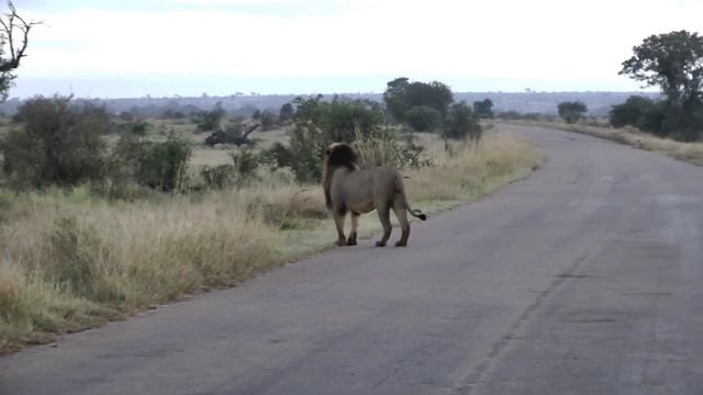 The Mating Game: Lion Edition -- two male lions pick up on the estrus scent of one of the lionesses
