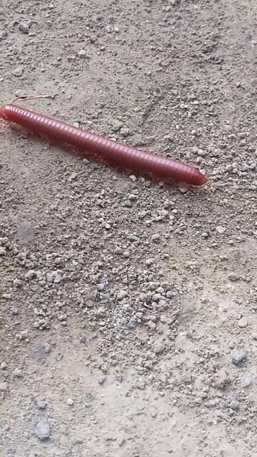 red millipede #shorts смотреть онлайн