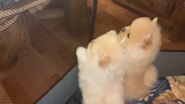 Сегодня щеночкам Дони из первого помета исполнился один год, вот какими они были. смотреть онлайн