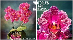 Phal. Victoria's Lace 💕Домашнее цветение крупноцветковой азиатской орхидеи бабочки Кружево Виктории