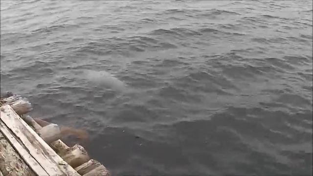 Морж смотреть онлайн