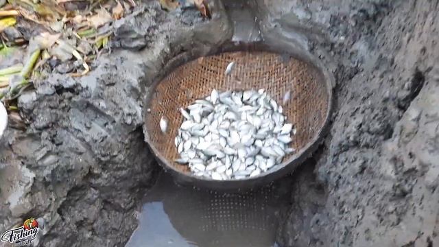 Build Fish Trap and Catch a Lot of Fishes in Secret Mud Hole by Basket | Smart Boy Catching Fish смотреть онлайн