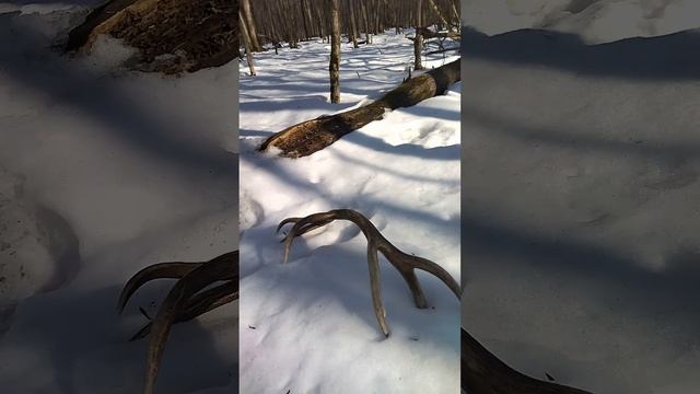 Рога оленя сезон 2022 смотреть онлайн